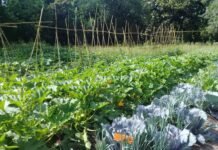 La huerta en verano: las claves para una abundante cosecha