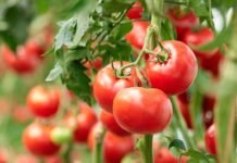 Avellaneda, Monte Grande, La Plata y San Vicente: la UTT ofrecerá el kilo de tomates a 120 pesos «para enfrentar la especulación»