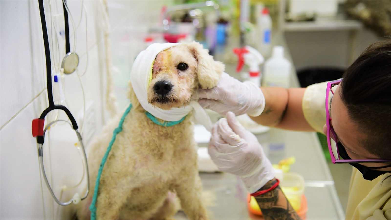 Veterinarios de zoonosis Brown salvaron a «Beto», un perro que padecía avanzada infección
