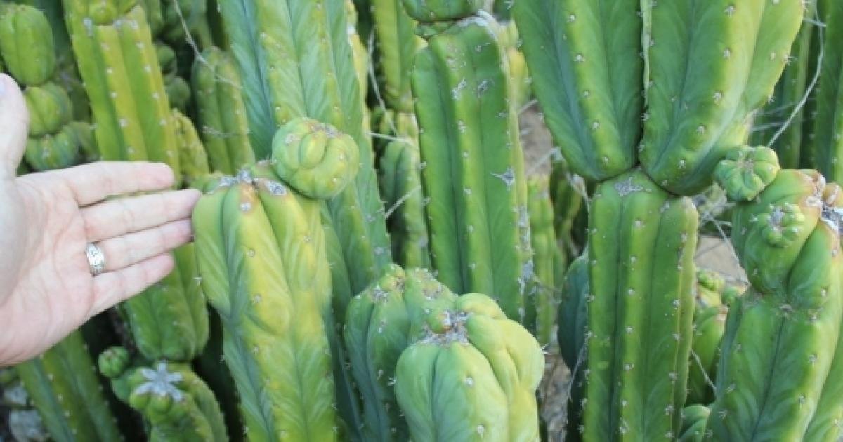 En Morón, Moreno y La Matanza: allanan viveros por la venta ilegal de un cactus alucinógeno