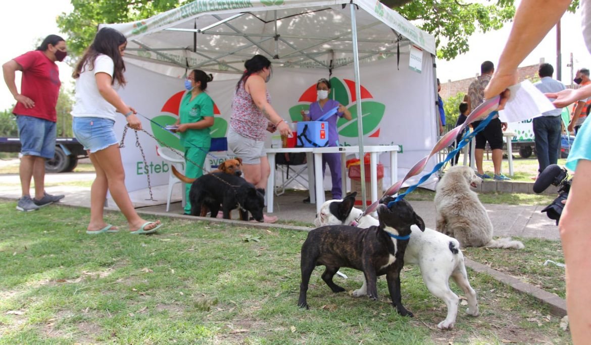 Mañana: vacunación antirrábica para perros y gatos en El Jagüel