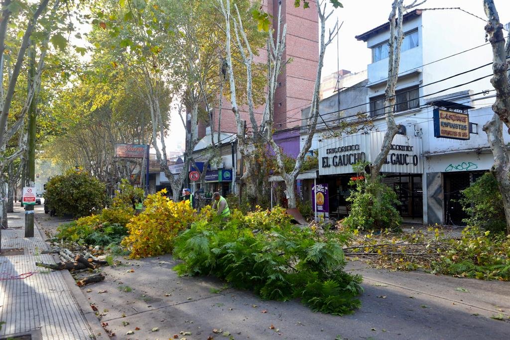 Monte Grande: avanzan las tareas de poda y despeje de luminarias