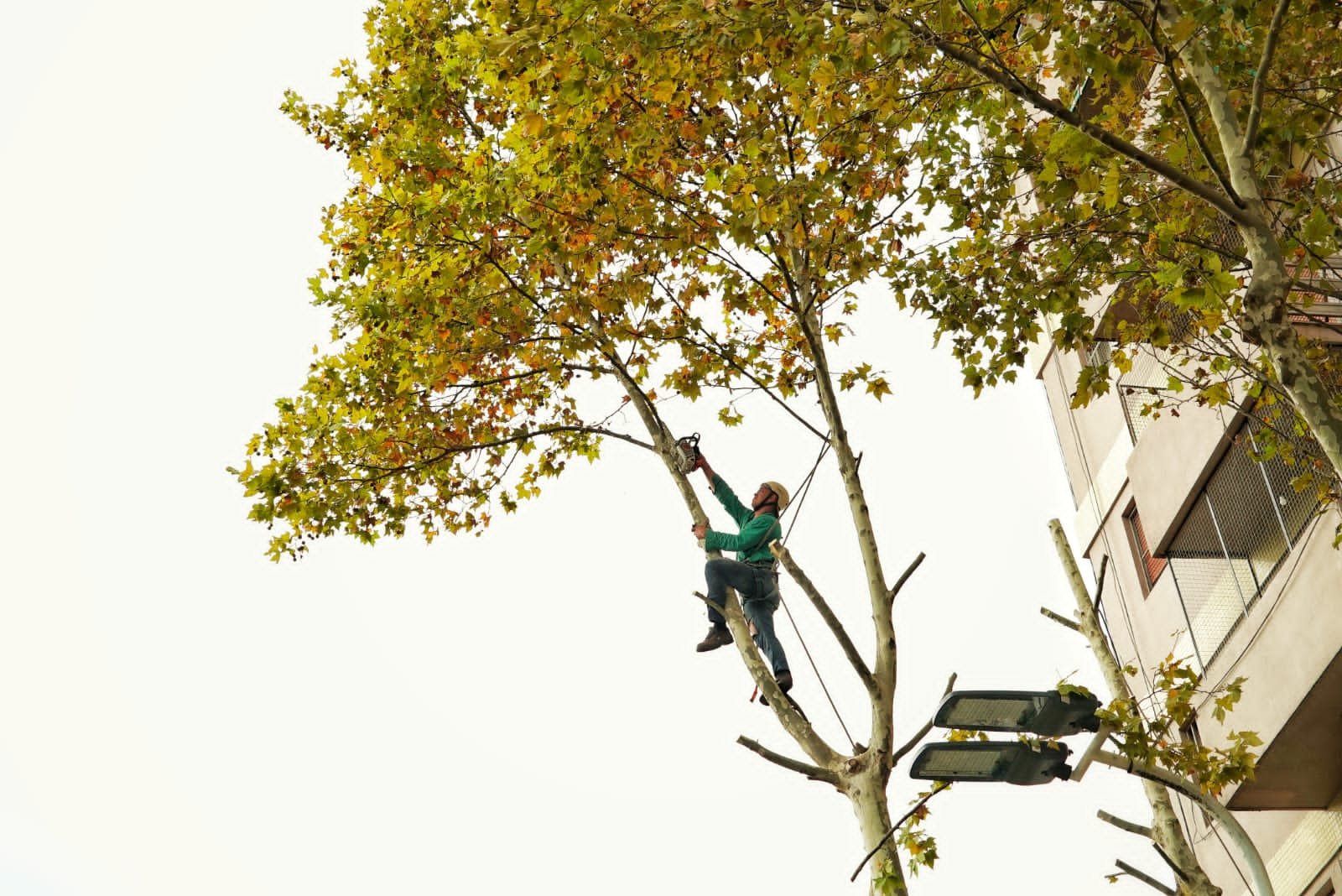 Avanzan las tareas de poda en Monte Grande Centro
