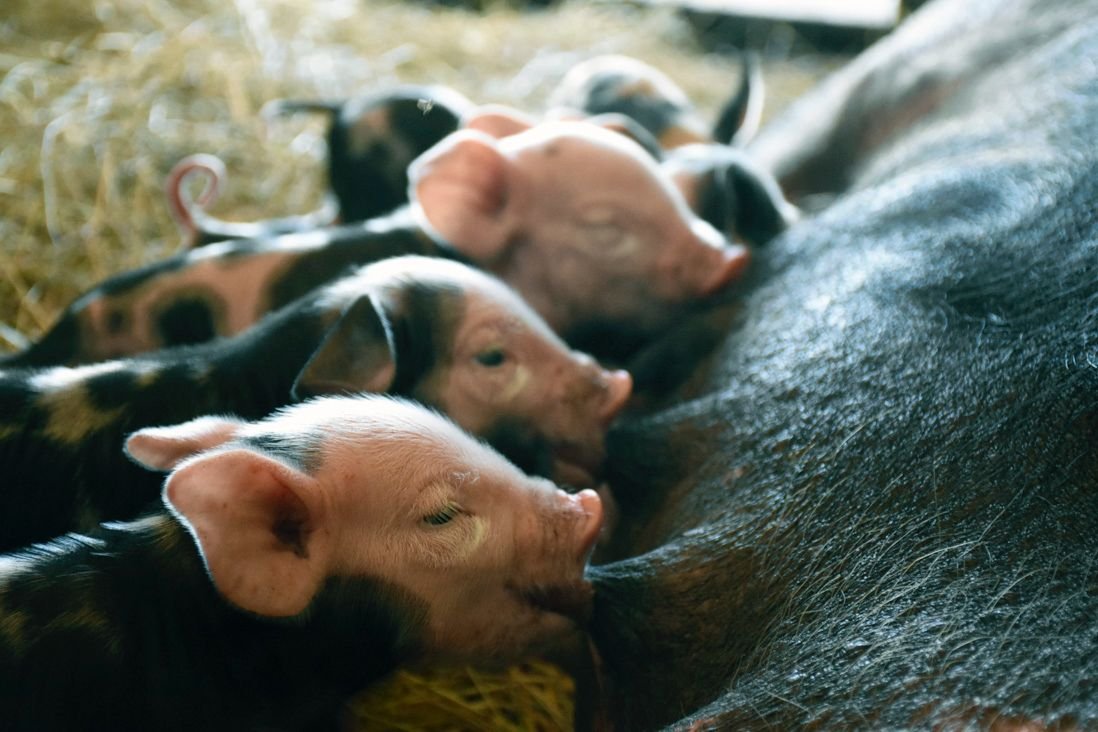 Este sábado y domingo llega la «Expo Feria 2022» a la Granja Educativa Municipal de Brown