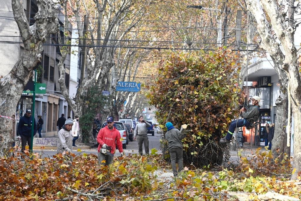 Continúan las tareas de poda en Monte Grande