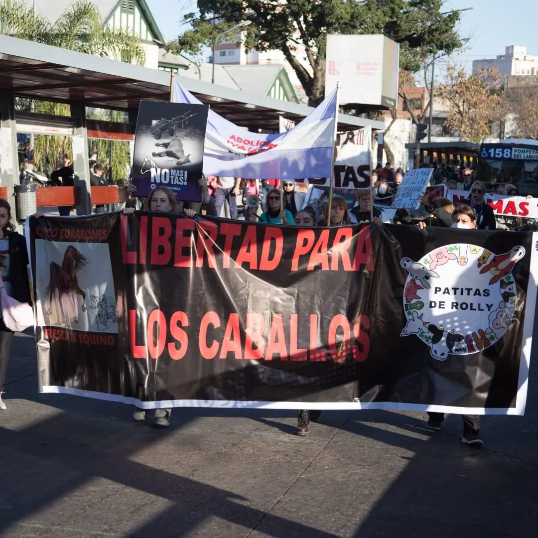 Proteccionistas reclaman «voluntad política» para resolver la tracción a sangre