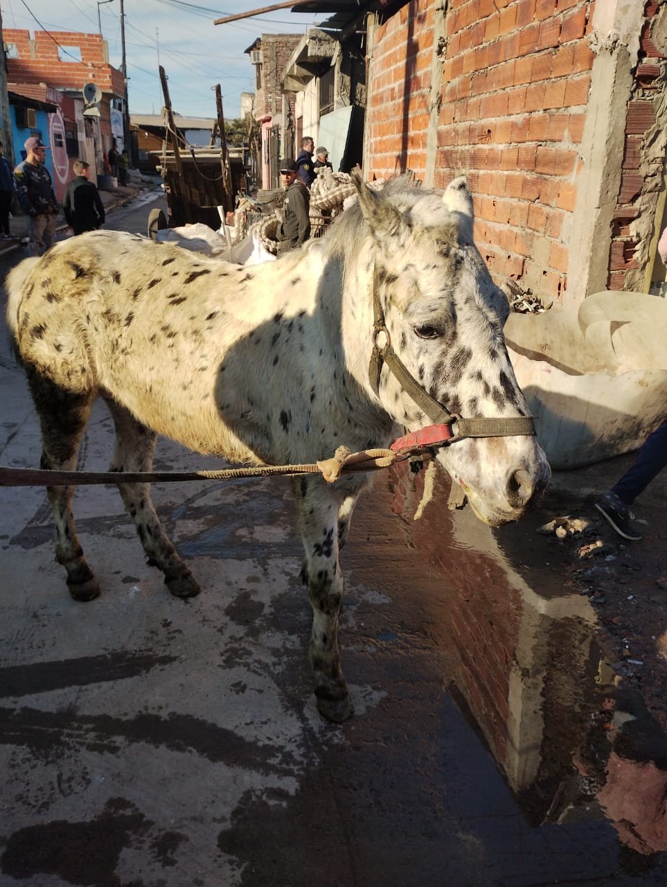 Lanús: dan con una chatarrera que alquilaba caballos para tracción a sangre