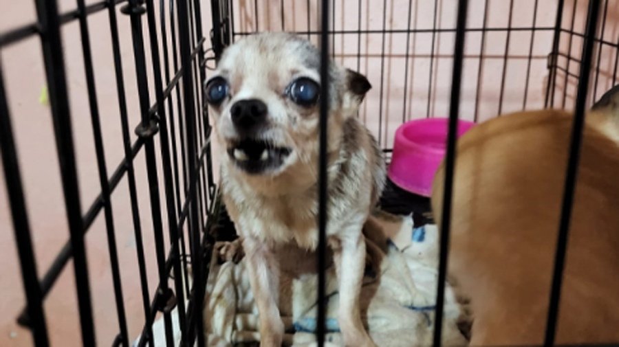 Villa Crespo: clausuraron un criadero ilegal con 123 perros chihuahuas y detuvieron a una mujer