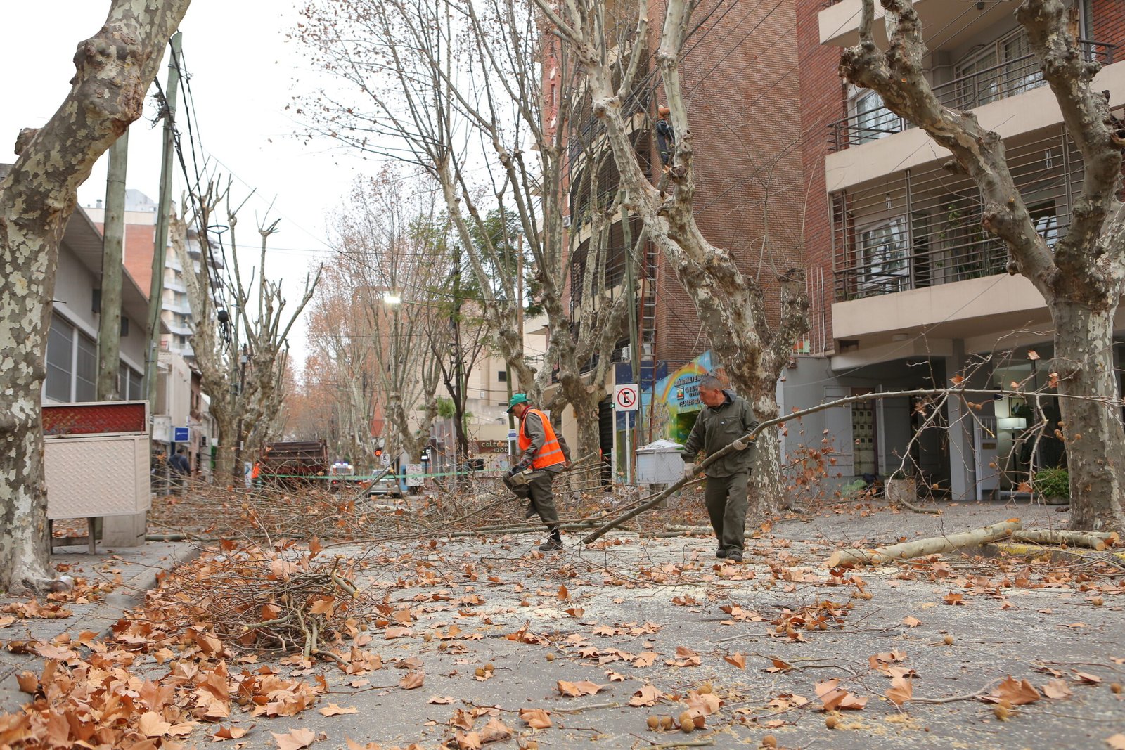 Siguen las tareas de poda en la zona céntrica de Monte Grande