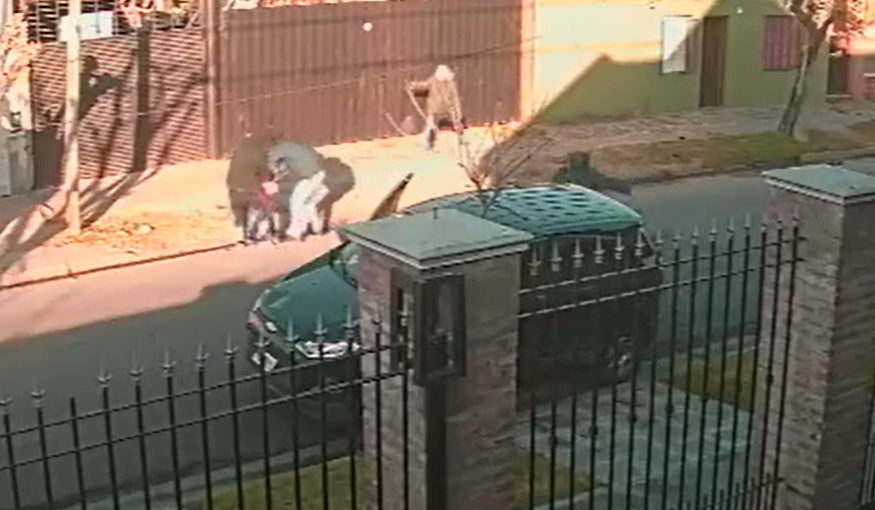 Villa Tesei: asaltan a una Policía Federal embarazada cuando volvía del médico con su pareja