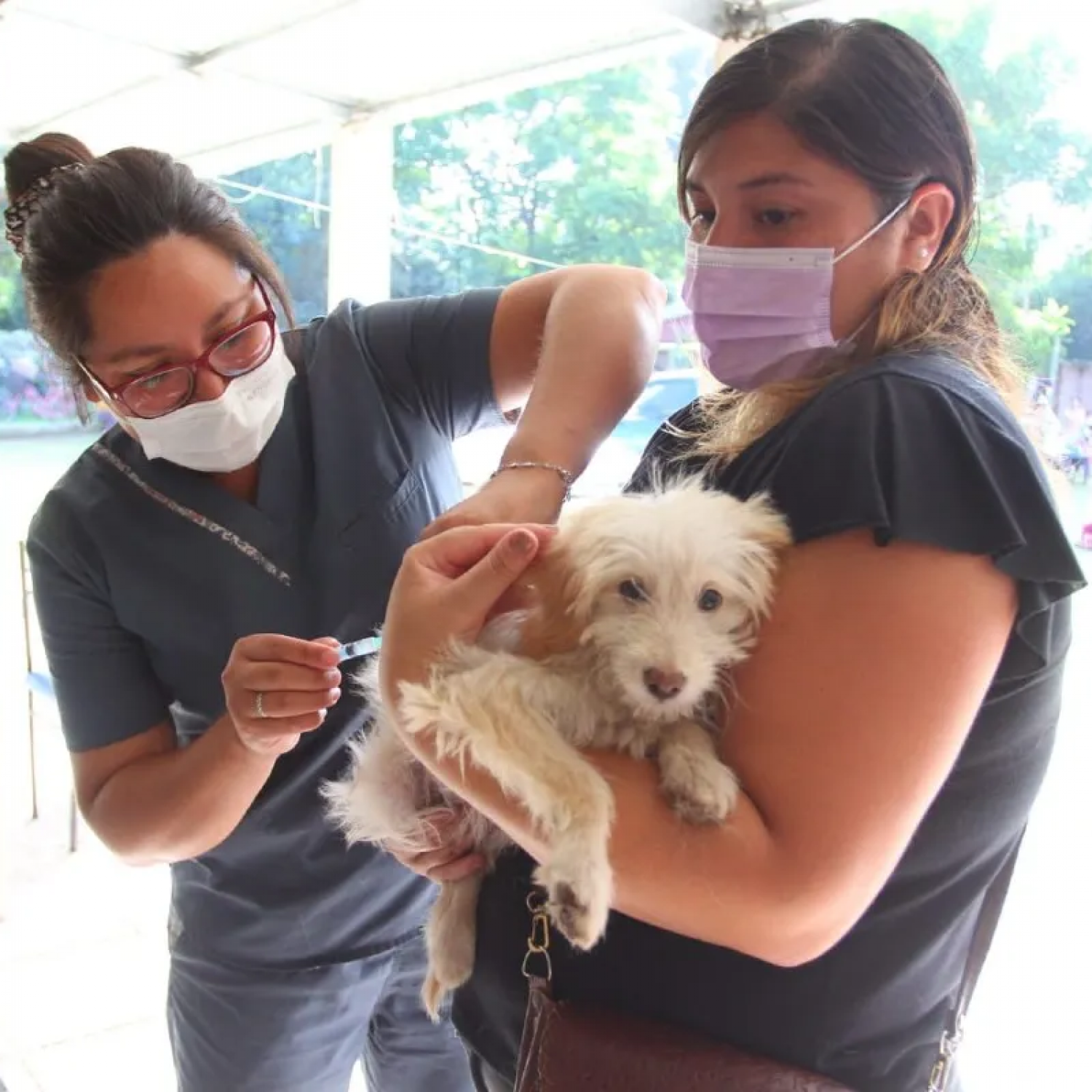 Vacunación antirrábica y control veterinario en El Jagüel