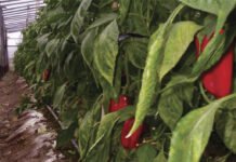 Manejo adecuado de los suelos hortiflorícolas: la clave de una óptima cosecha