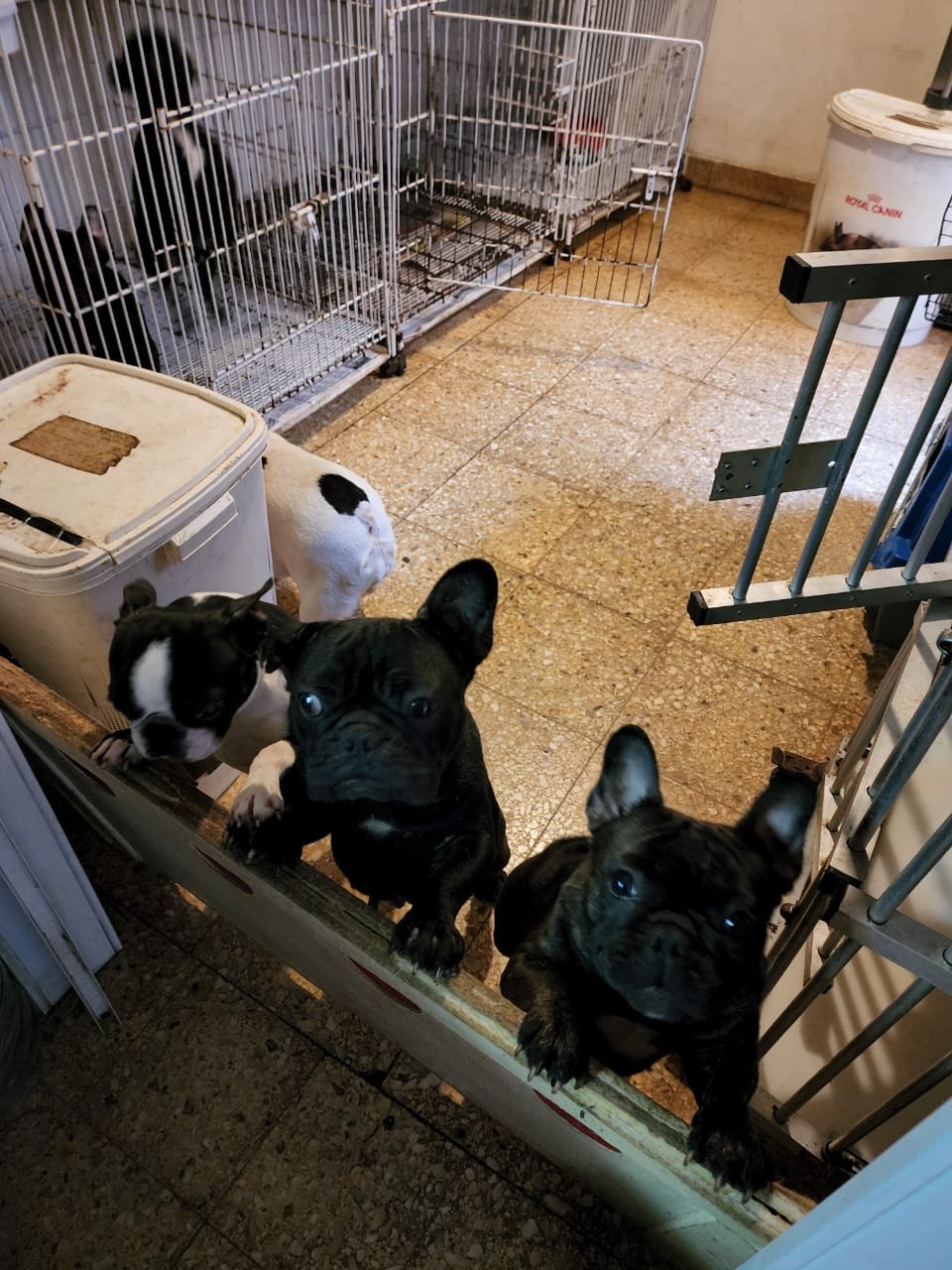 Desmontan un criadero ilegal y rescatan a 26 perross