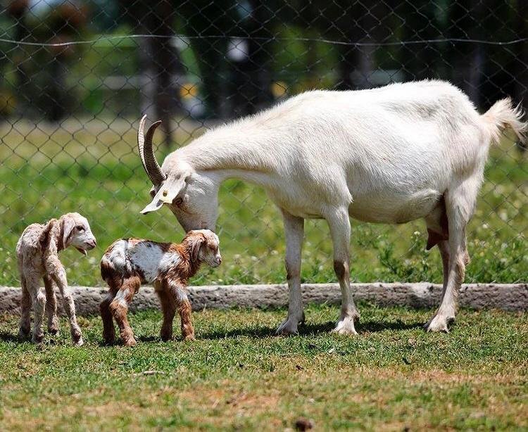 Este fin de semana, la Granja Municipal convoca con atracciones para toda la familia