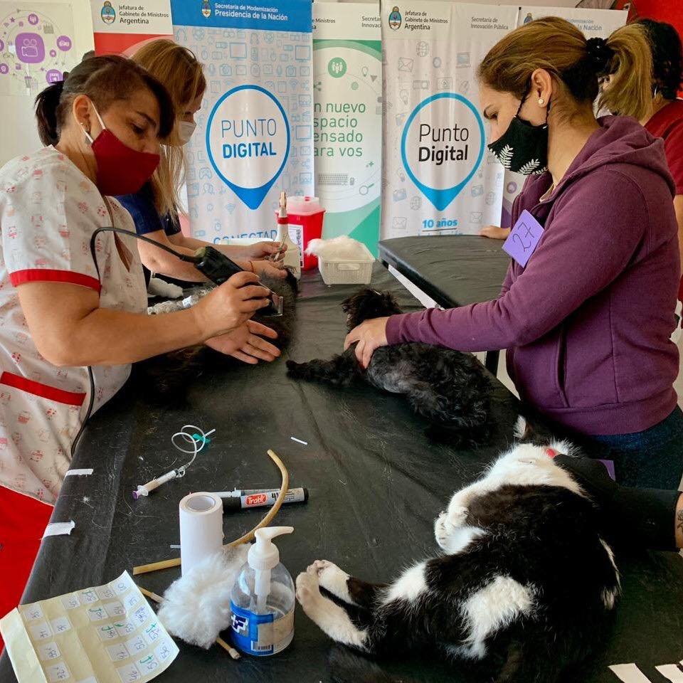 Este sábado Zoonosis Brown vacunará perros y gatos en todas la localidades