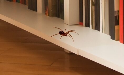 Una nena de un año y medio murió por la picadura de una «araña del rincón»