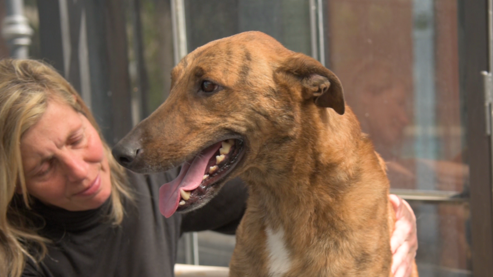 La feliz historia de «Poncho», el perro que volvió tras dos meses gracias a Zoonosis Brown y Bomberos
