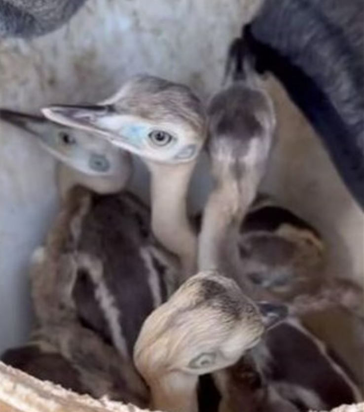 Berazategui: rescatan a cuatro pichones de ñandúes que iban a ser vendidos de forma ilegal