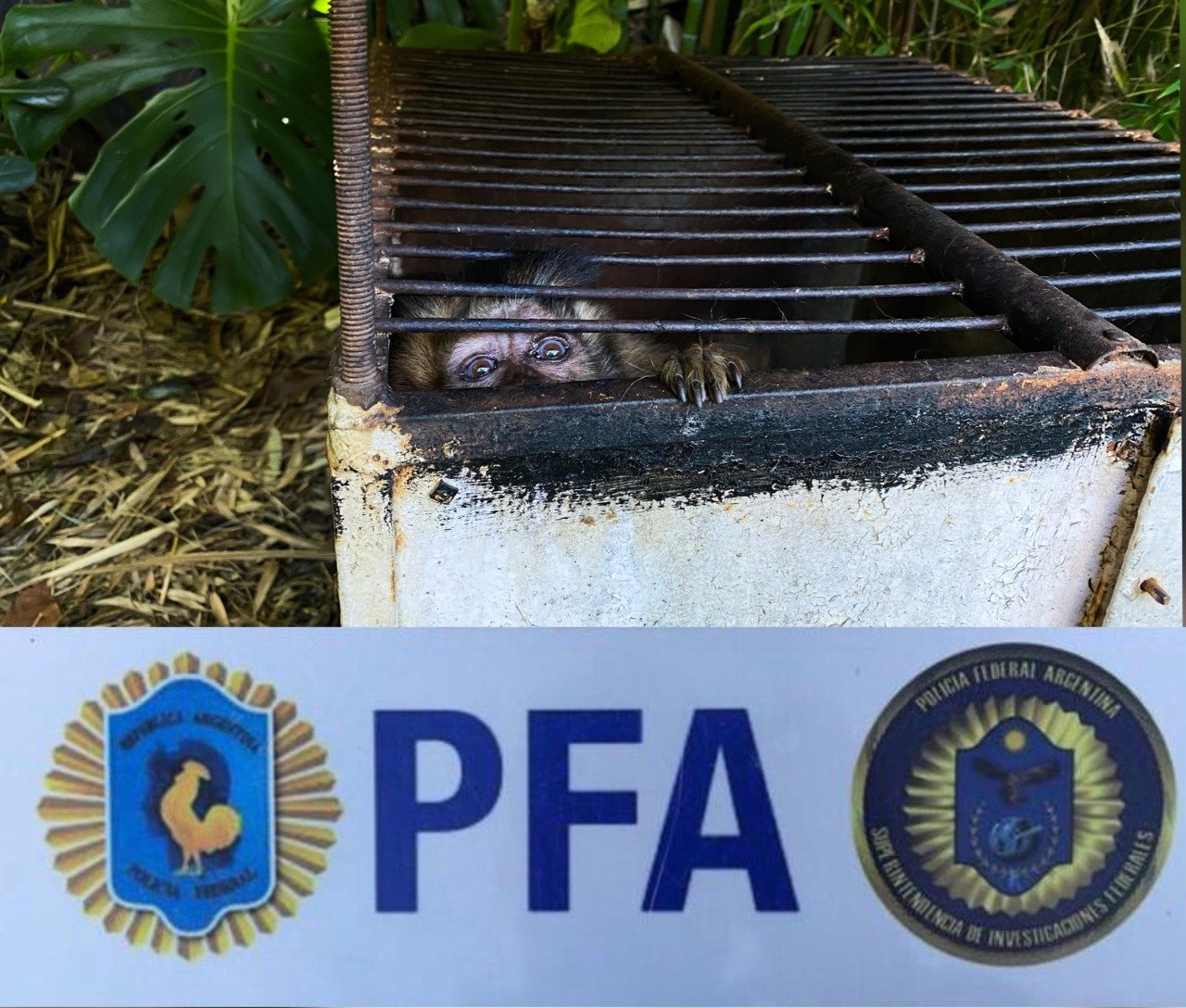 Temperley: rescatan animales en cautiverio