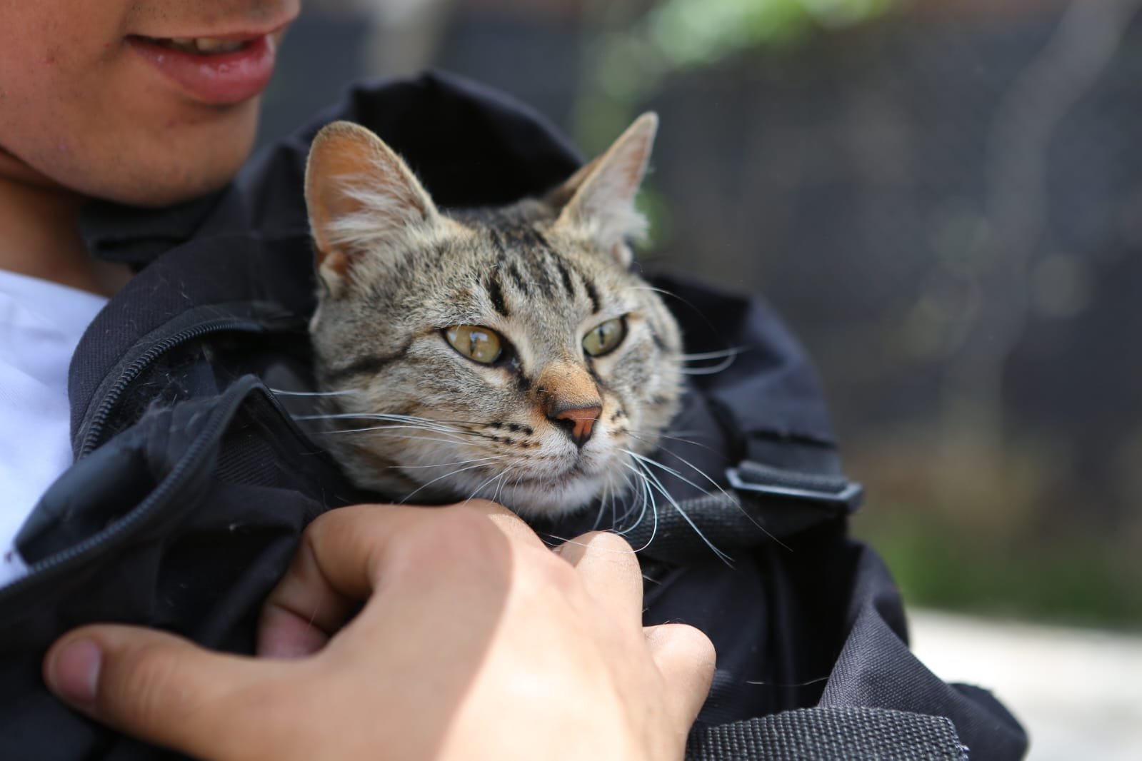 Jornada de atención veterinaria en Monte Grande