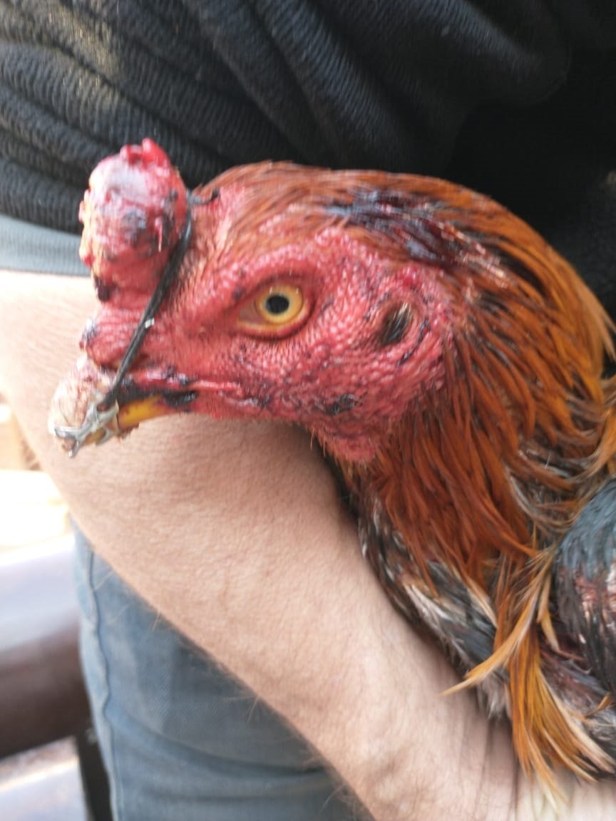 Gallos de riña en Don Orione: Zoonosis de Brown rescató a 23 aves en un allanamiento