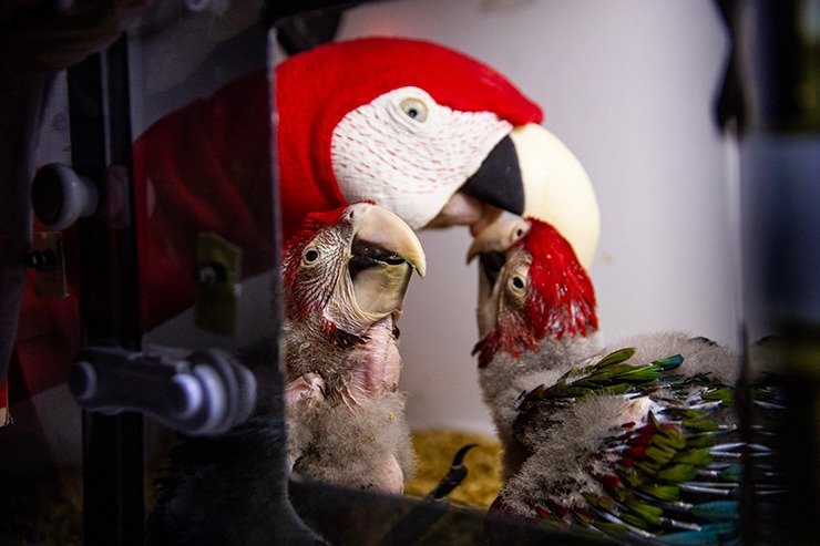 El ex zoológico de la Ciudad de Buenos Aires trabaja con la provincia de Buenos Aires y otras 15 provincias en la conservación de especies en peligro