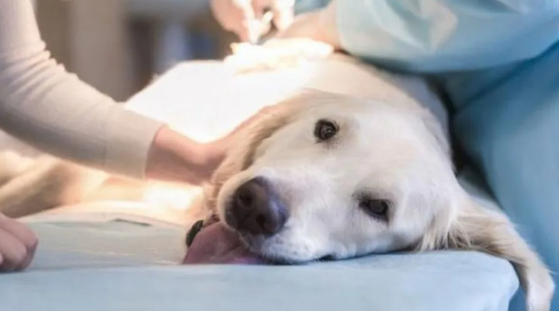 Más puntos de castración de mascotas en Lanús: el operativo comenzará el lunes 13 y se extenderá hasta el viernes 17