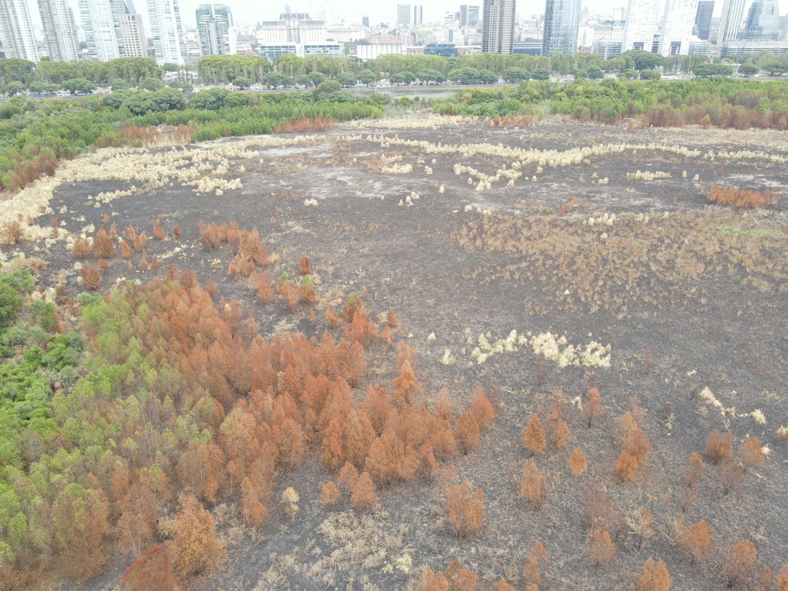 Investigan la «intencionalidad» del incendio en la Reserva Ecológica de Costanera Sur