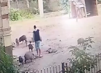 Saltó las rejas del Bioparque de La Plata e intentó llevarse un pecarí