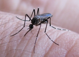 El Gobierno bonaerense reitera recomendaciones ante síntomas de dengue y fiebre chikungunya