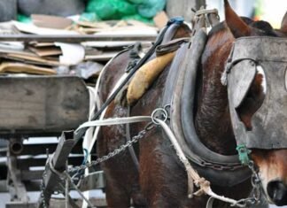 Por la prohibición de la tracción a sangre en Lanús: Kravetz propone declarar a los caballos como «sujetos de derecho»