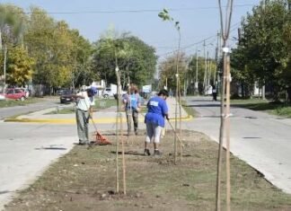 En Brown avanza la forestación masiva de especies nativas