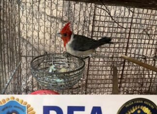 Villa Devoto: allanan una vivienda por el robo de un perro y hallan animales silvestres en cautiverio