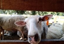 Agrarias de Lomas: Zootecnia, de la universidad a la producción de quesos de oveja