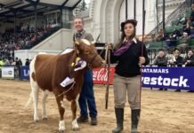 Ejemplar preparado por alumnos de Agrarias de la Universidad de Lomas: gran presentación de la vaquillona Yoli en la pista central de La Rural