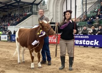 Ejemplar preparado por alumnos de Agrarias de la Universidad de Lomas: gran presentación de la vaquillona Yoli en la pista central de La Rural