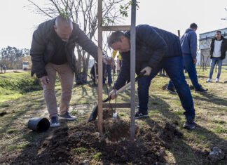 Plantaron 150 árboles nativos en homenaje por el aniversario de Almirante Brown
