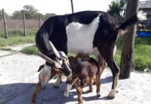 Facultad de Ciencias Agrarias de Lomas: Tambos Caprinos, de producción alternativa a negocio redituable