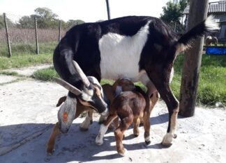 Facultad de Ciencias Agrarias de Lomas: Tambos Caprinos, de producción alternativa a negocio redituable
