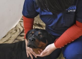 Zoonosis de Brown salvó a «Negrita», una perrita de Glew gravemente herida