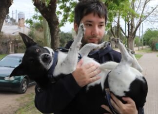 Operativo de vacunación antirrábica y control veterinario en Monte Grande Sur