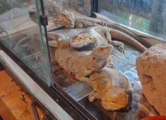 Golpe al tráfico internacional de fauna silvestre: fueron rescatadas 2300 especies en cautiverio de diferentes partes del mundo valuadas en 423 mil dólares