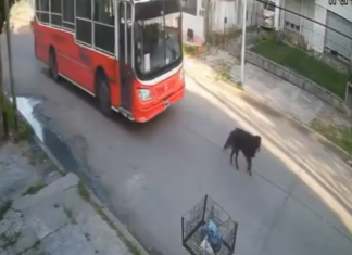 Lanús: luego del reclamo de Milei, localizan y detienen al conductor del micro escolar que arrolló al perro callejero