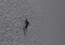 Hasta cuándo durará la invasión de mosquitos