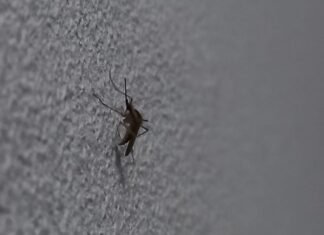 Hasta cuándo durará la invasión de mosquitos