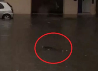 Valentín Alsina: se conoció la causa de muerte del hombre que apareció flotando