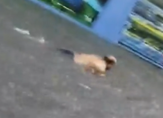 La peligrosa broma de un hombre que se tiró a nadar en las calles inundadas de Lanús