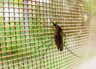 Dermatóloga sobre el dengue: “Ni shampoo, ni vainilla ni productos caseros”