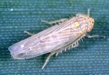 Chicharrita: consejos de un experto de Agrarias-UNLZ para evitar más daños