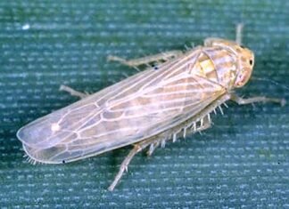 Chicharrita: consejos de un experto de Agrarias-UNLZ para evitar más daños